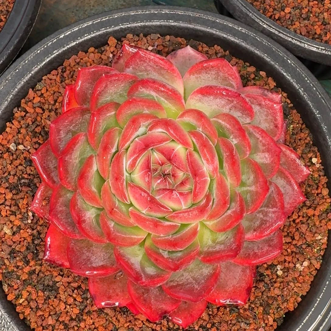 从前慢多肉精选编号1116-210