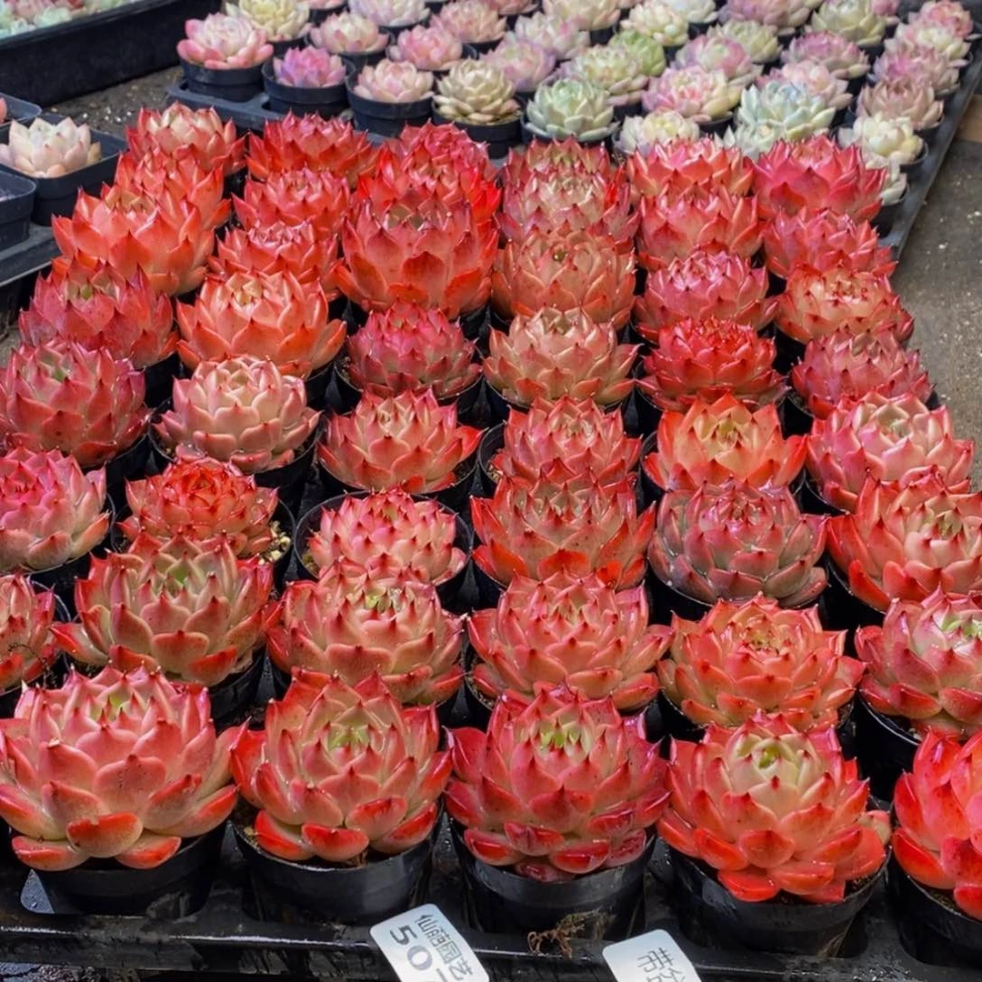 优***猬507多肉植物保护研究所所长的