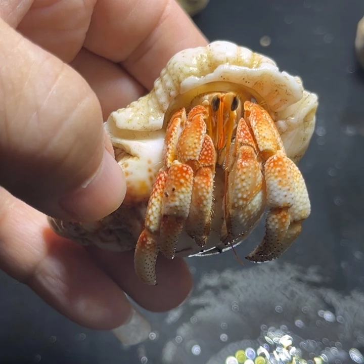 闪2号毛球2.4口径