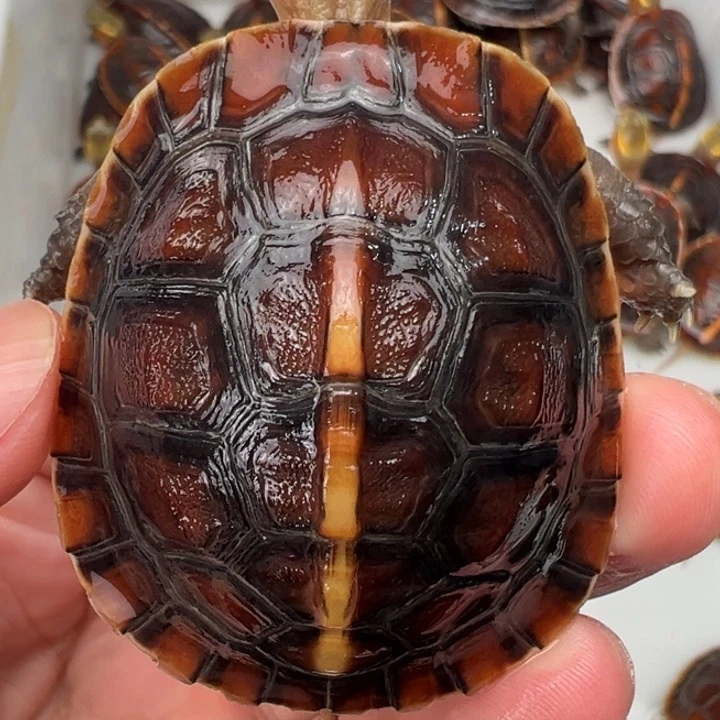 母绿毛龟柴***士啦啦了啦