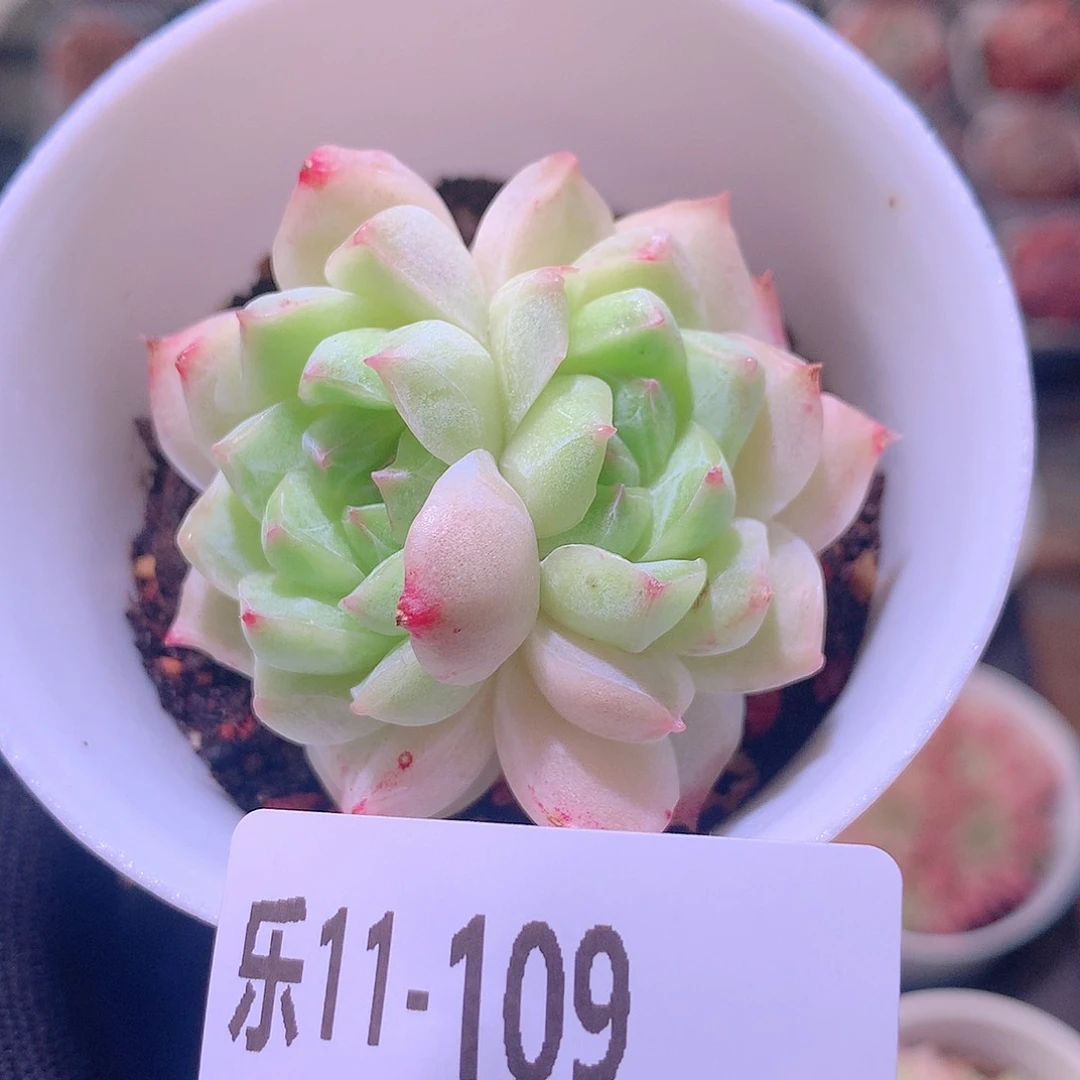 乐然11-109 新品单头