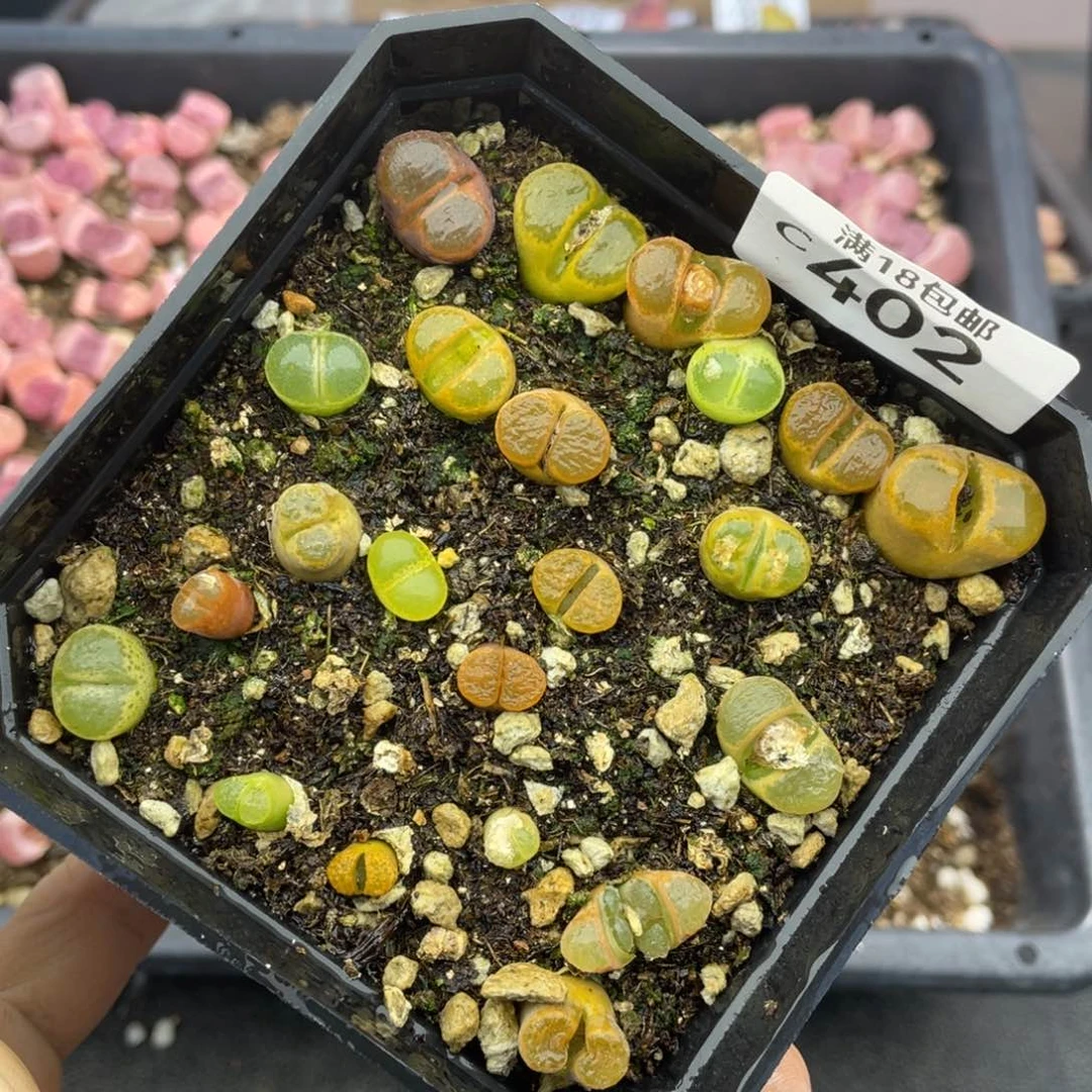 红陶00000000000402