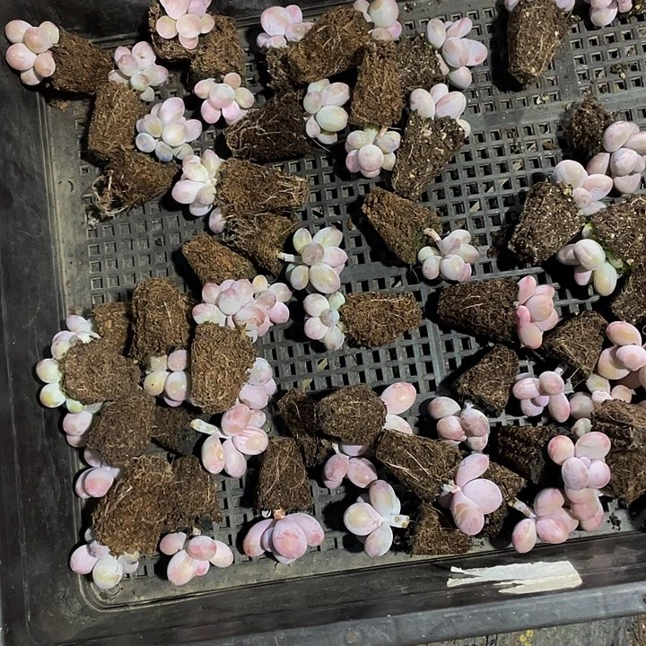 阿*17号筐50个元滚滚带土