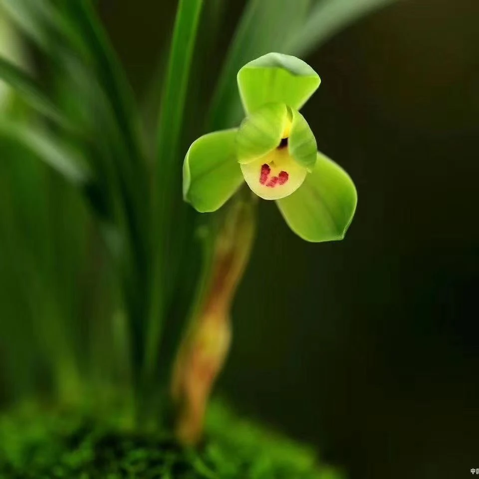 春兰 绿翡翠 荷瓣浓香型古风花盆栽好室内阳台高端兰花绿植盆栽