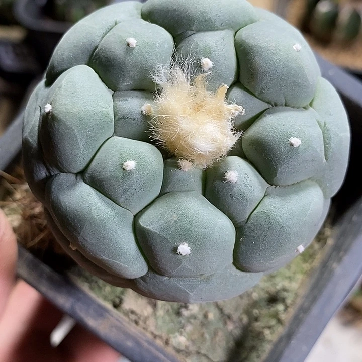 苗接白肌凸尤海鲜。708号有点缺水