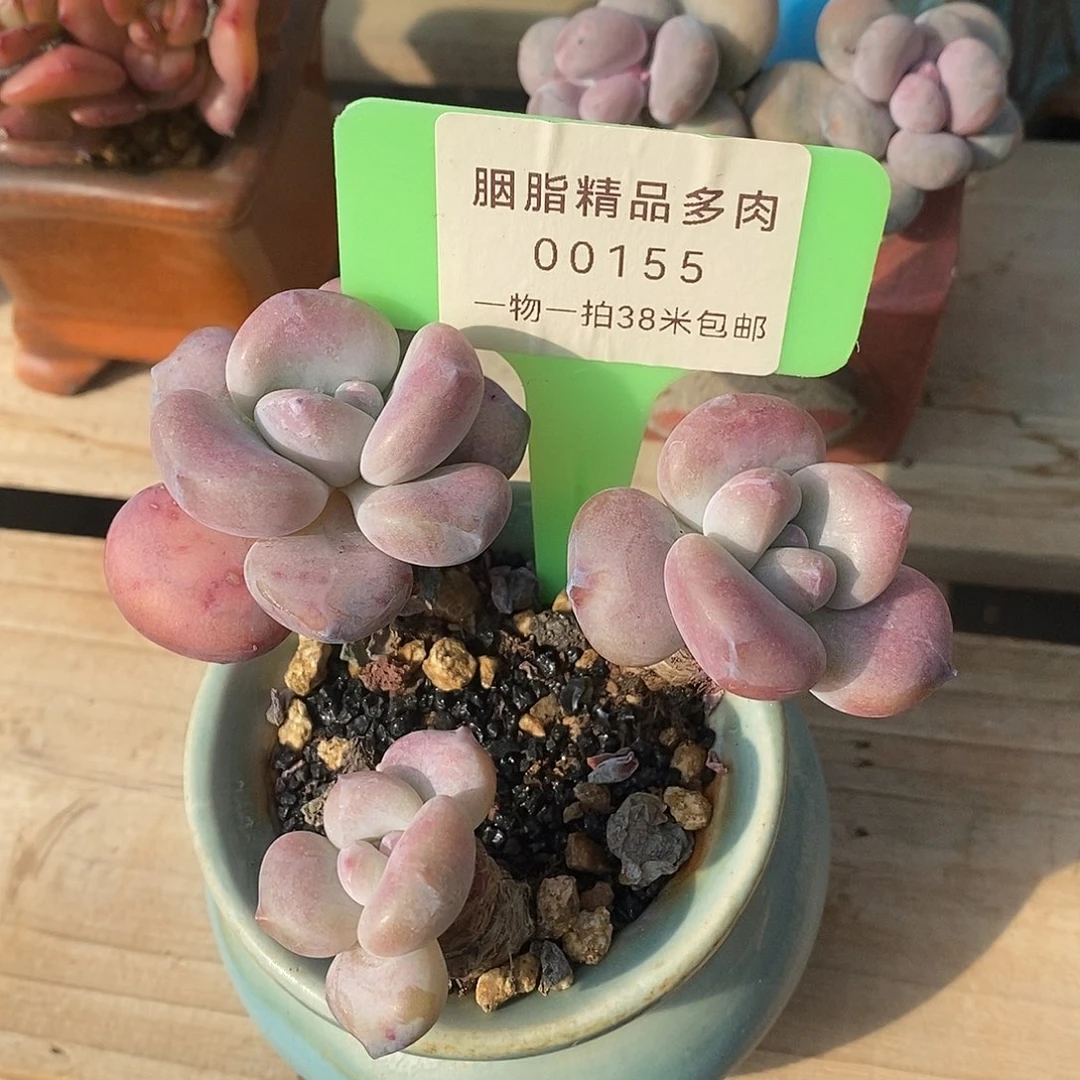 155咯路去咯我我哦哦哦