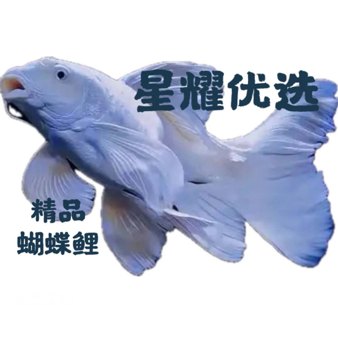 精品蝴蝶鲤红色蝴蝶鲤