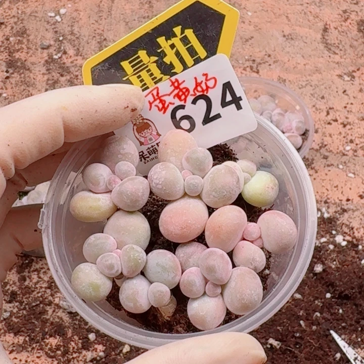 多肉植物多肉植物