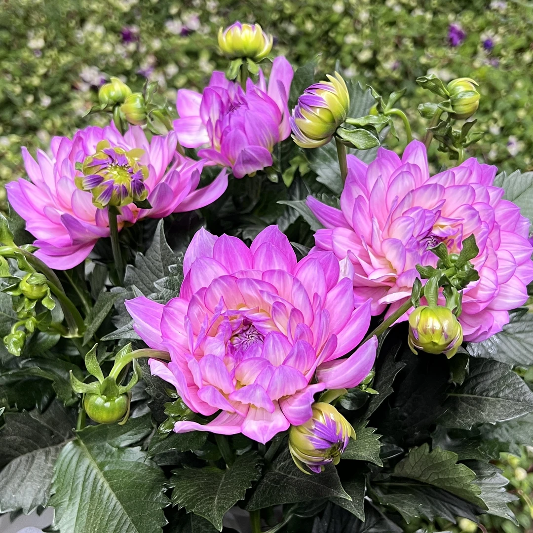 大丽花【梦幻旋律】加仑盆盆栽大花型花卉四季开花阳台庭院观花植物