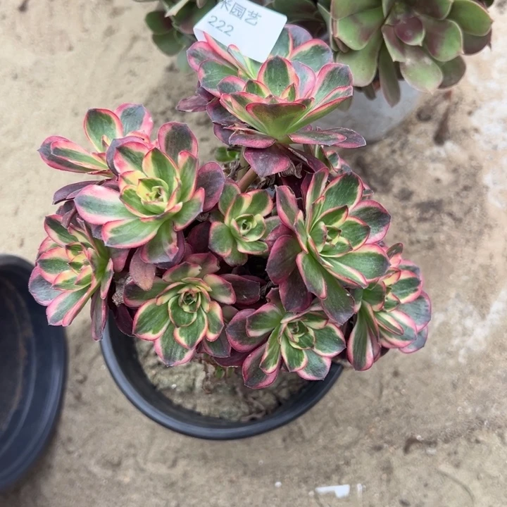 纳福绣球有砍多肉植物222