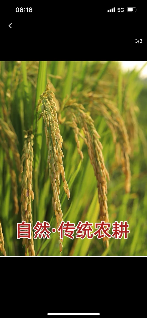 云南特产德宏芒市边陲御供米新店福利价包邮尝鲜，送完即止