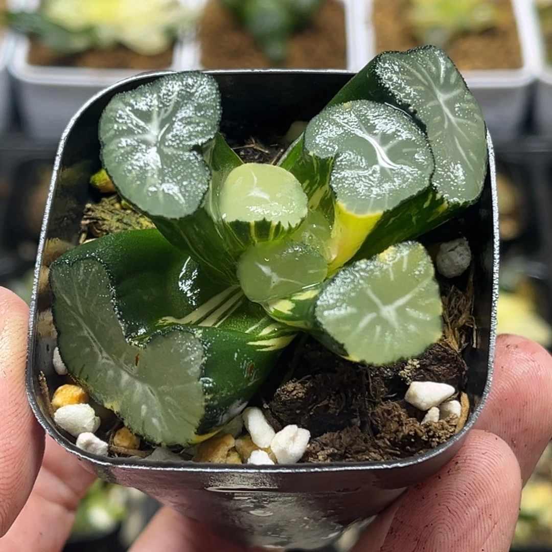 309巨大玉龙万象锦