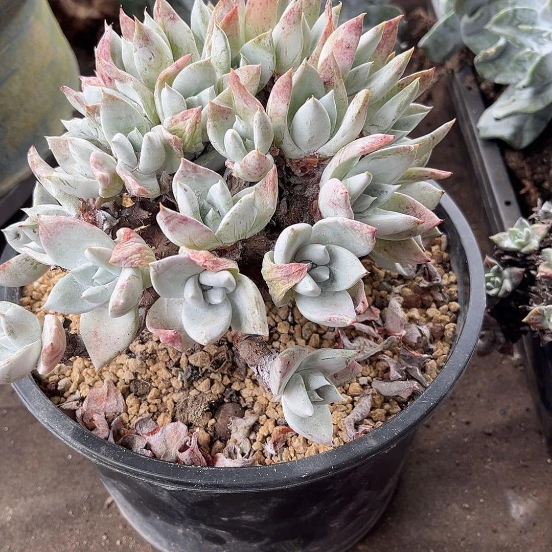 小鹿多肉一物一拍