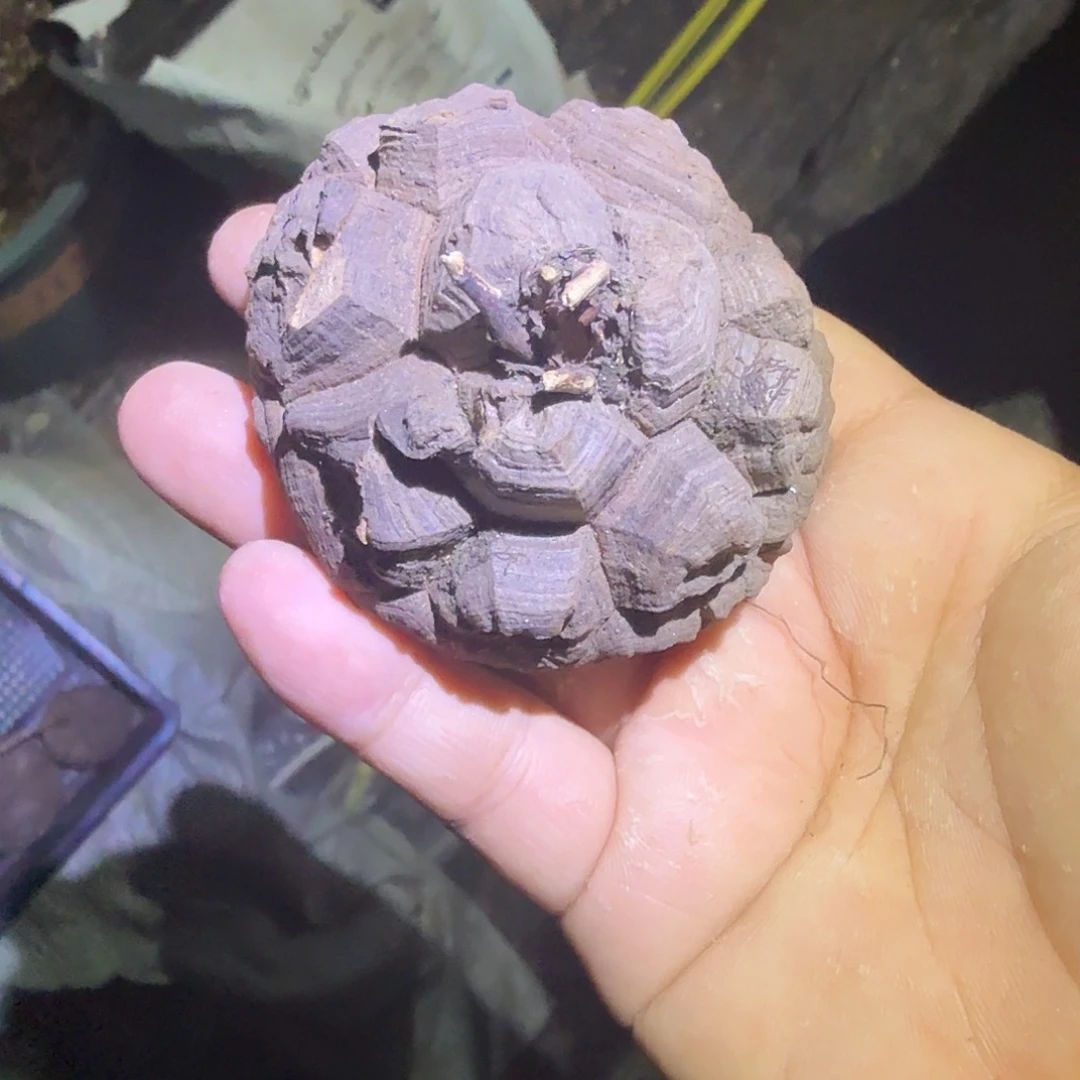 多肉植物 龟甲龙南非