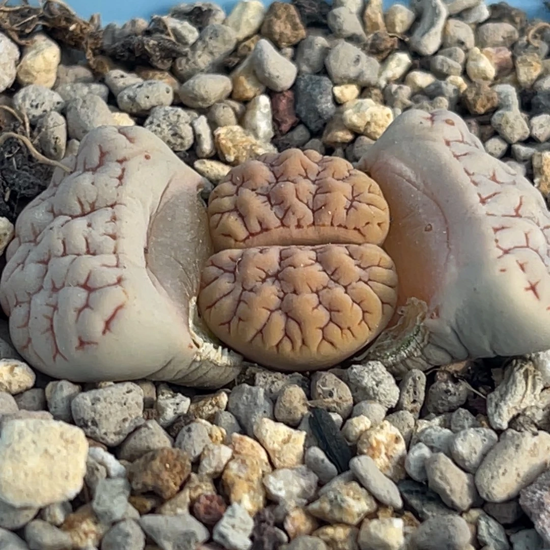 7556红纹凹凸蛙哥189一颗