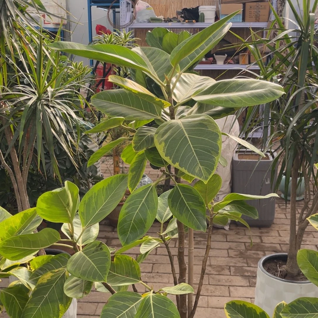 完全开放原生黄金荣不带盆