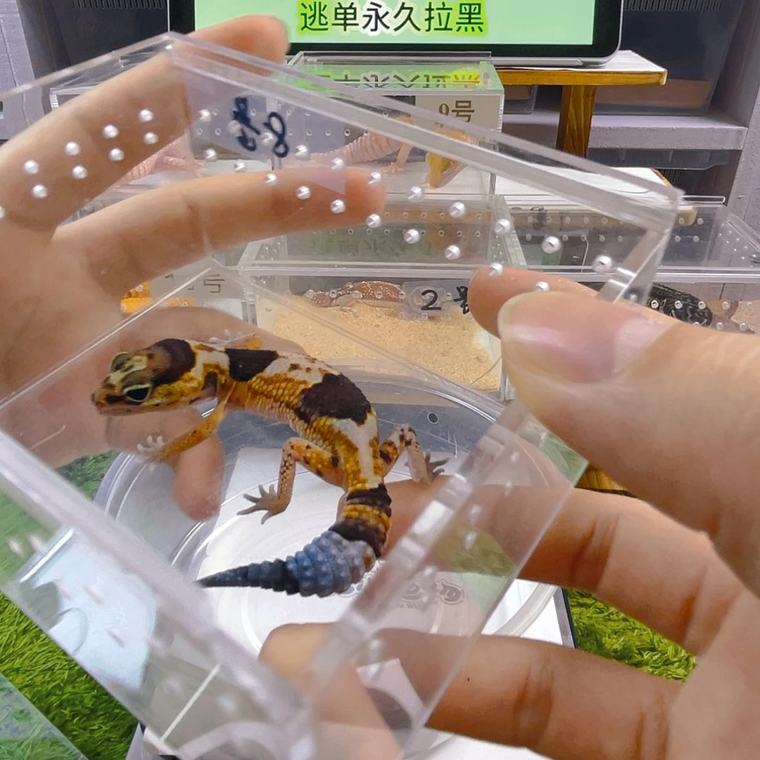 豹纹守宫守宫可爱好看迷人