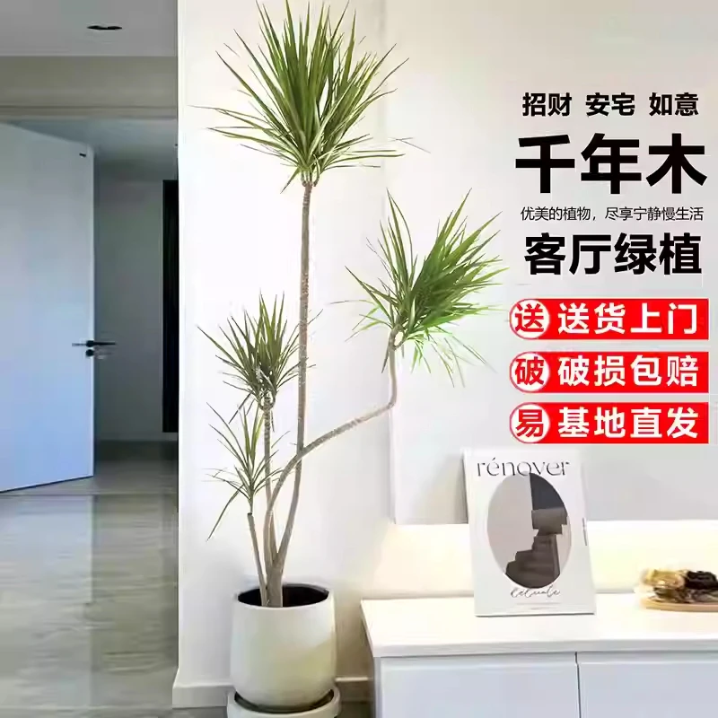 青叶千年木室内大型盆栽客厅绿植落地款真花网红造型树四季常青