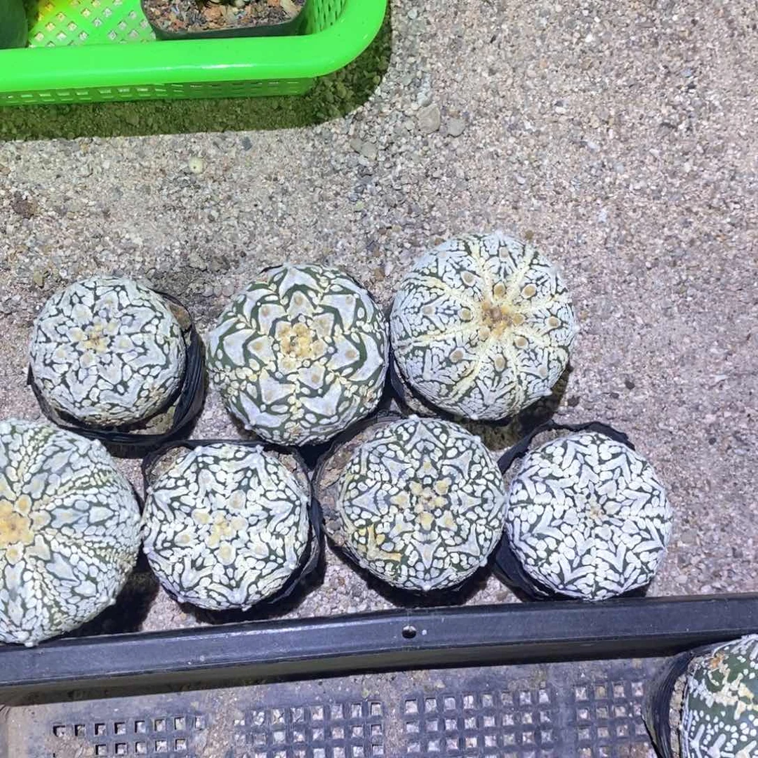 大***影无花朵特价兜七颗带土