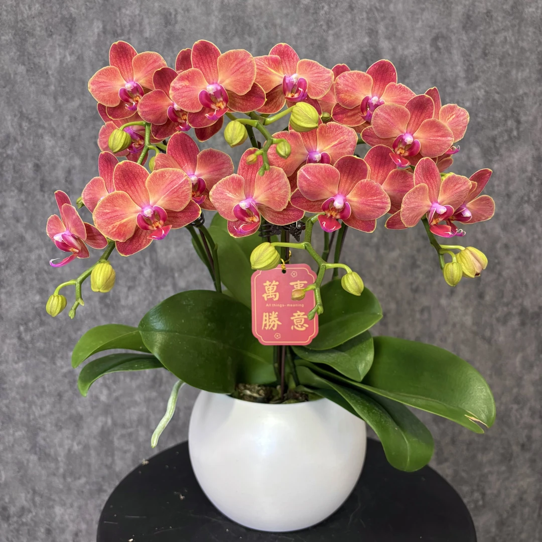 【喜鹊-蝴蝶兰】珍贵品种 好养花期长 送礼装饰 室内观赏花
