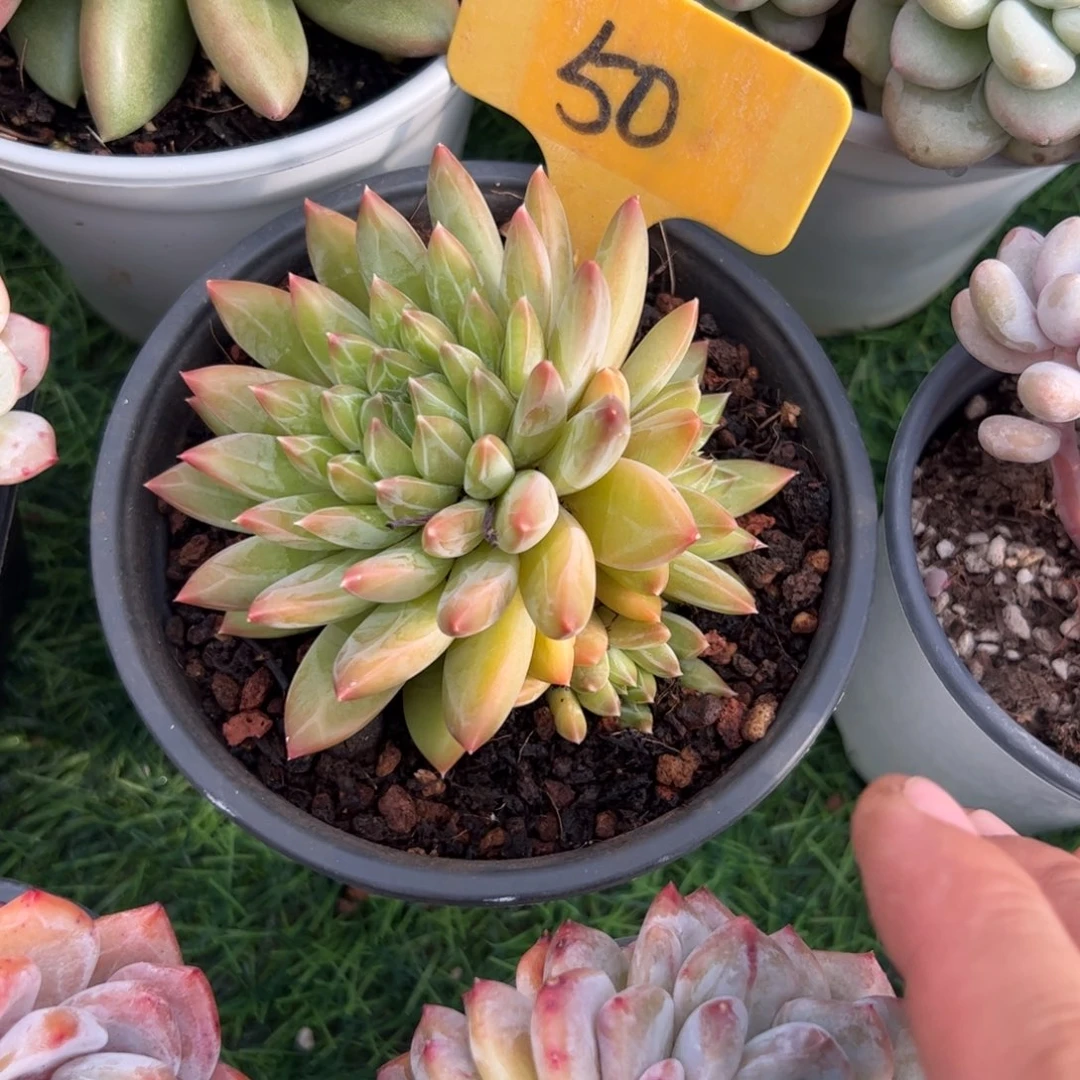 甲骨文多肉植物保护