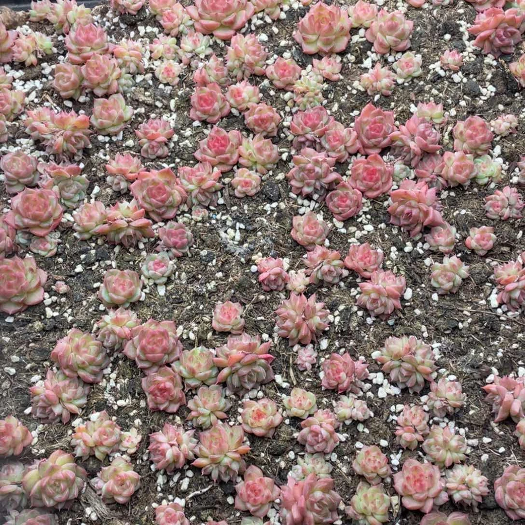 云糖心多肉植物99