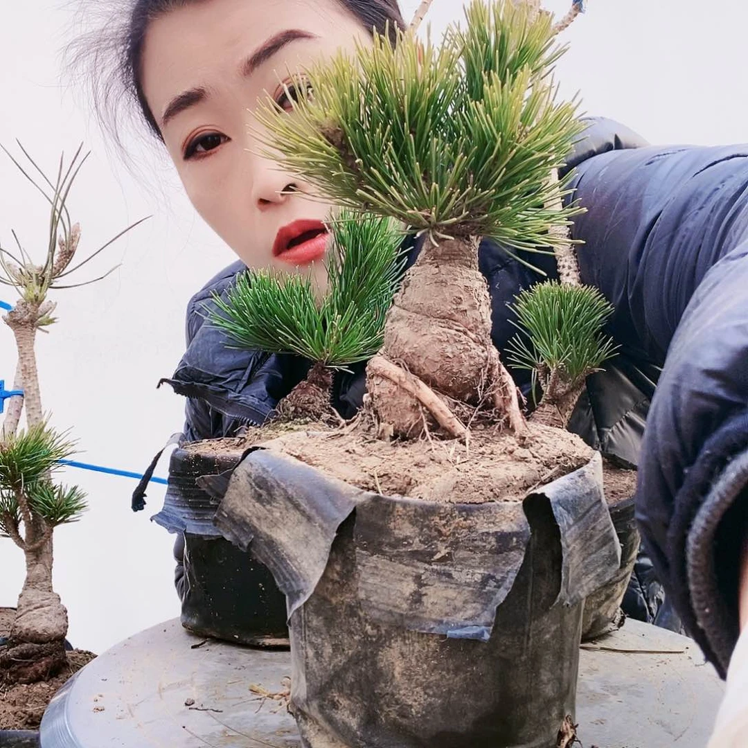 植物形态多年生草本