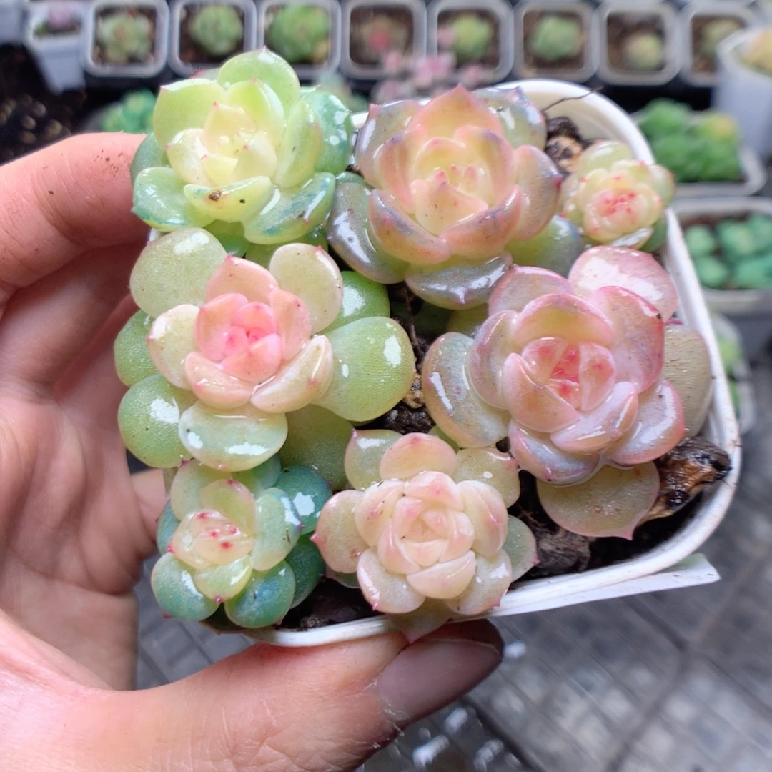 无花朵Q87混yyyyyyy