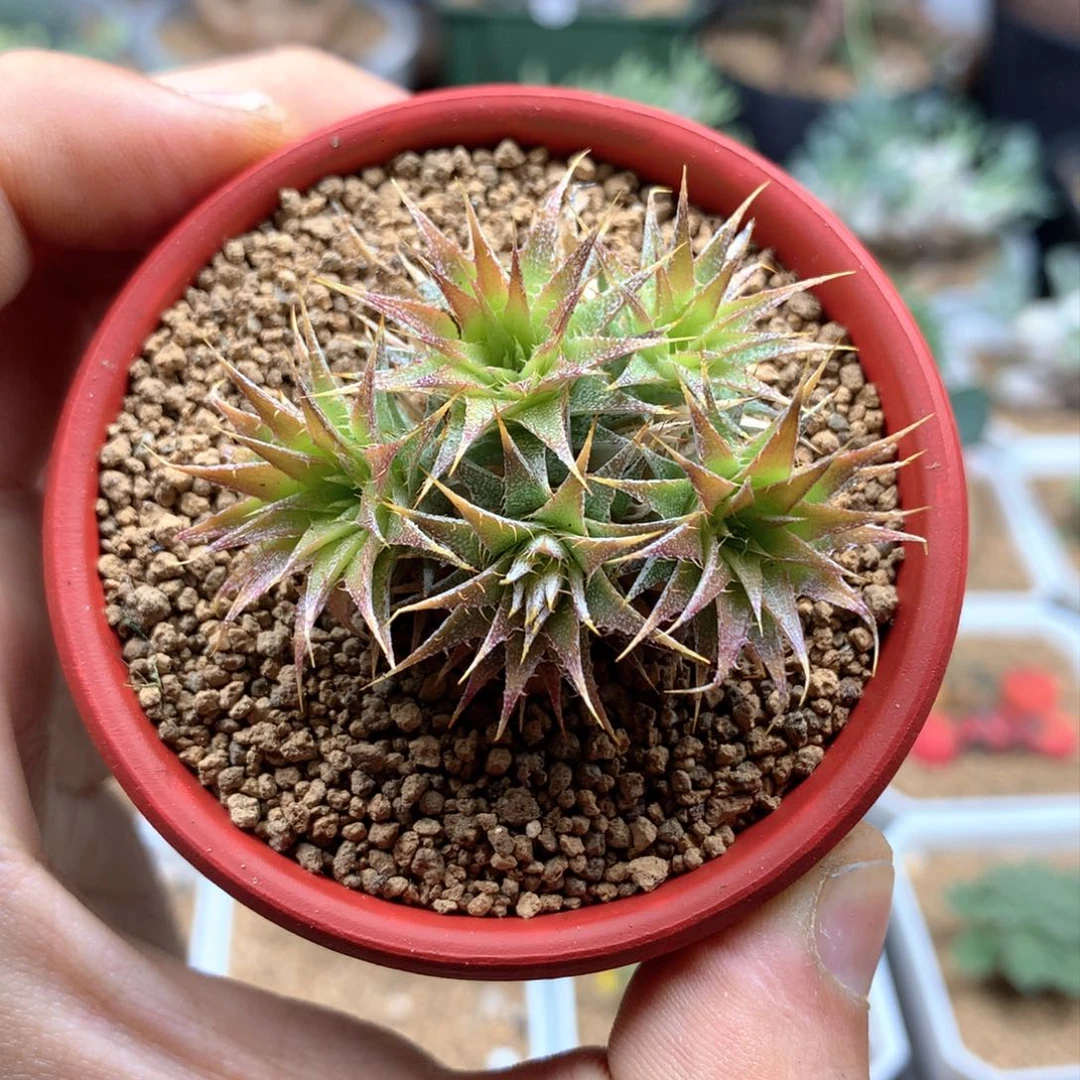 玻利维亚坨坨凤5头群生