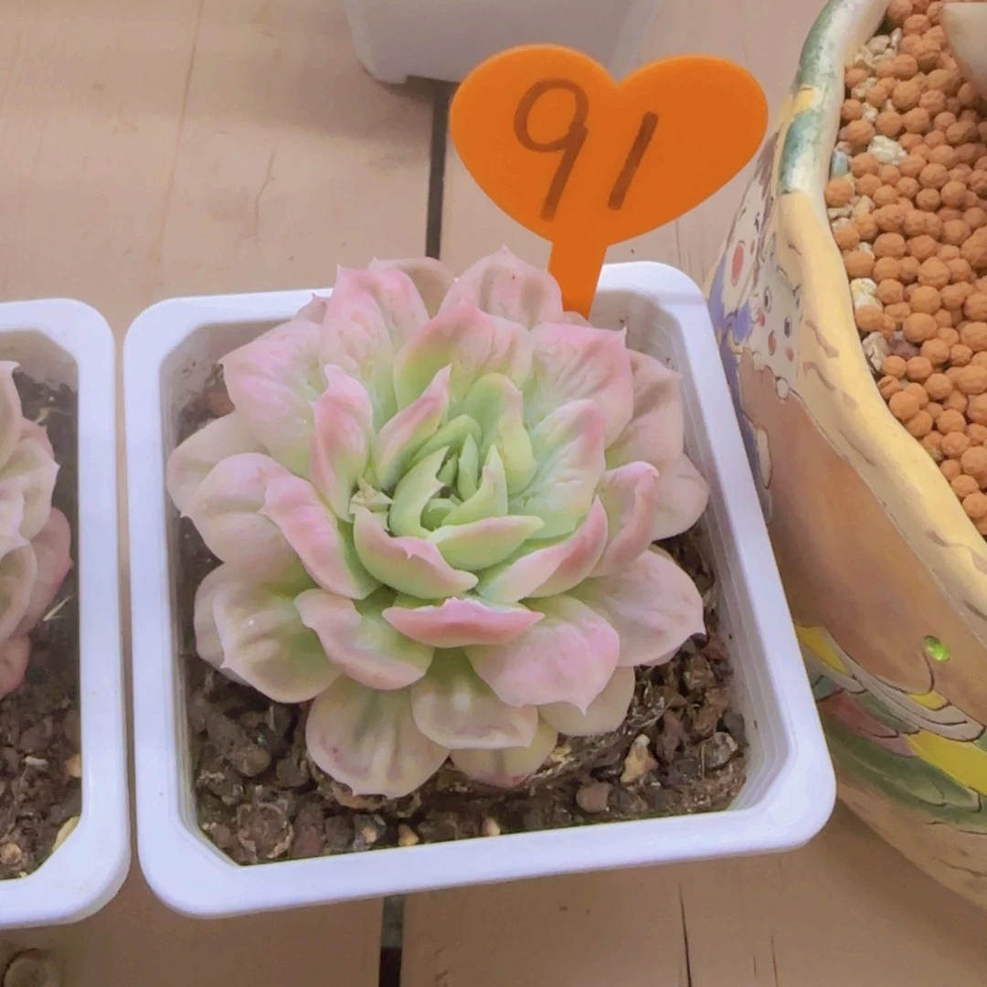 星*～91多肉植物一物一拍