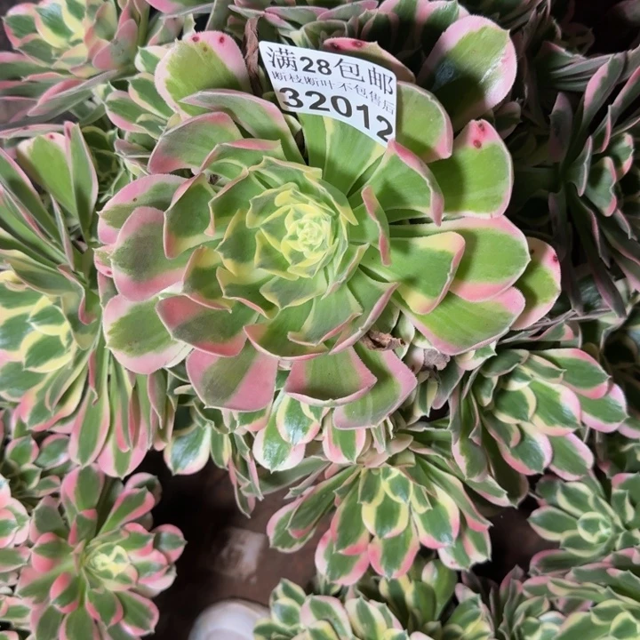 31012白凤不包断枝