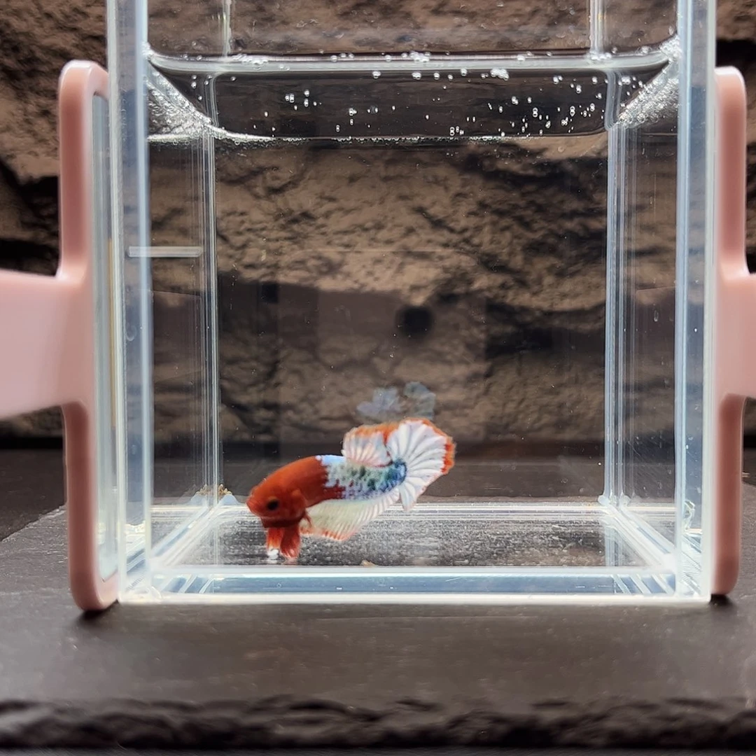 海水鱼宙斯斗鱼竞拍11-17