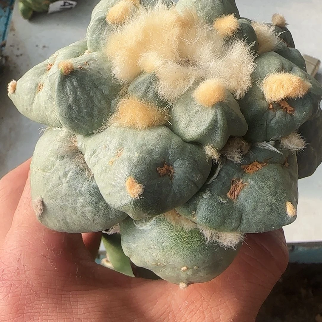 大牡丹866仙人球开花啦