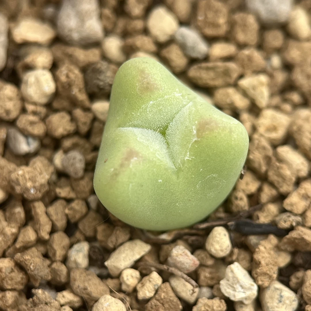 少将杂交变异肉锥