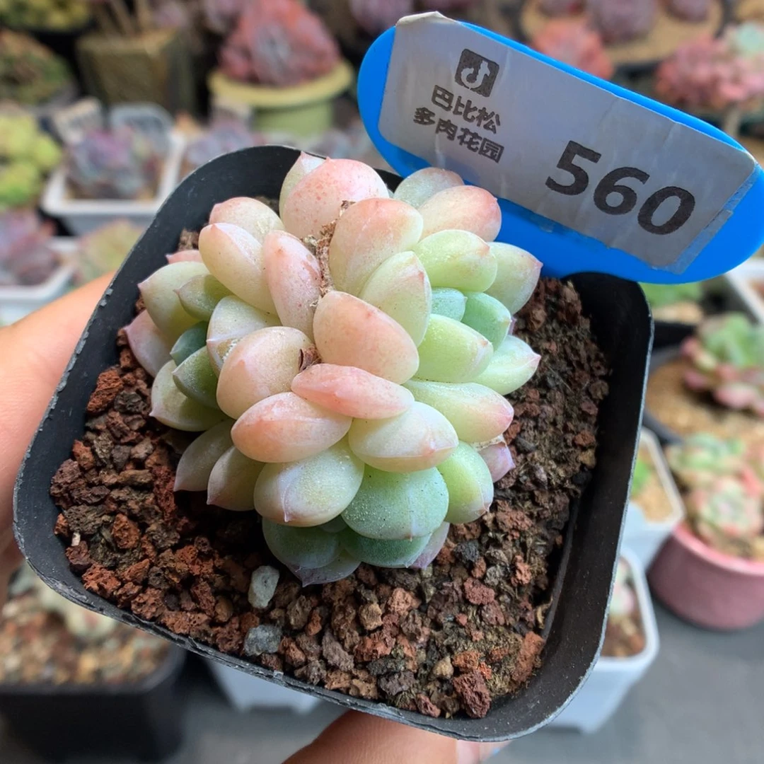 560四头冰玉多肉植物