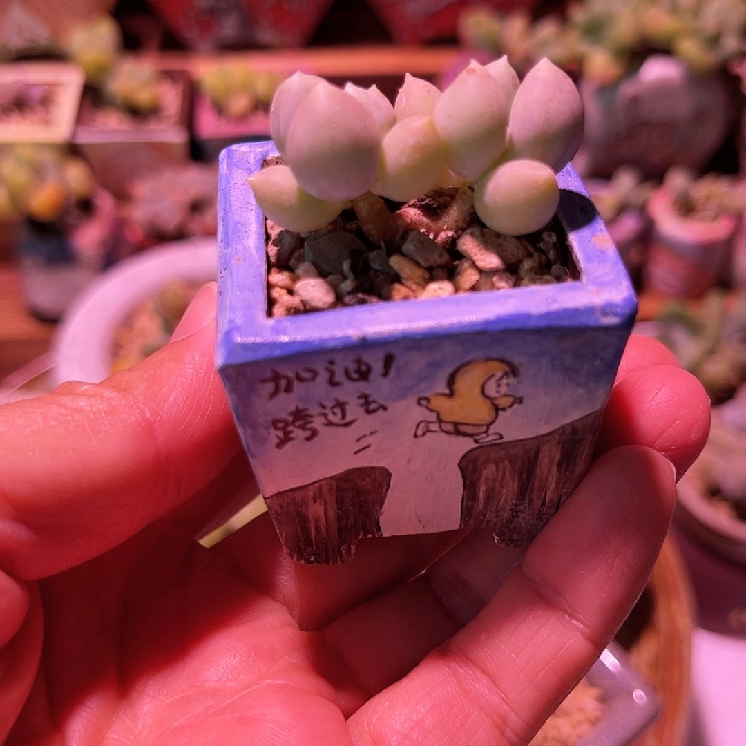 加菲猫奶酪一物一拍