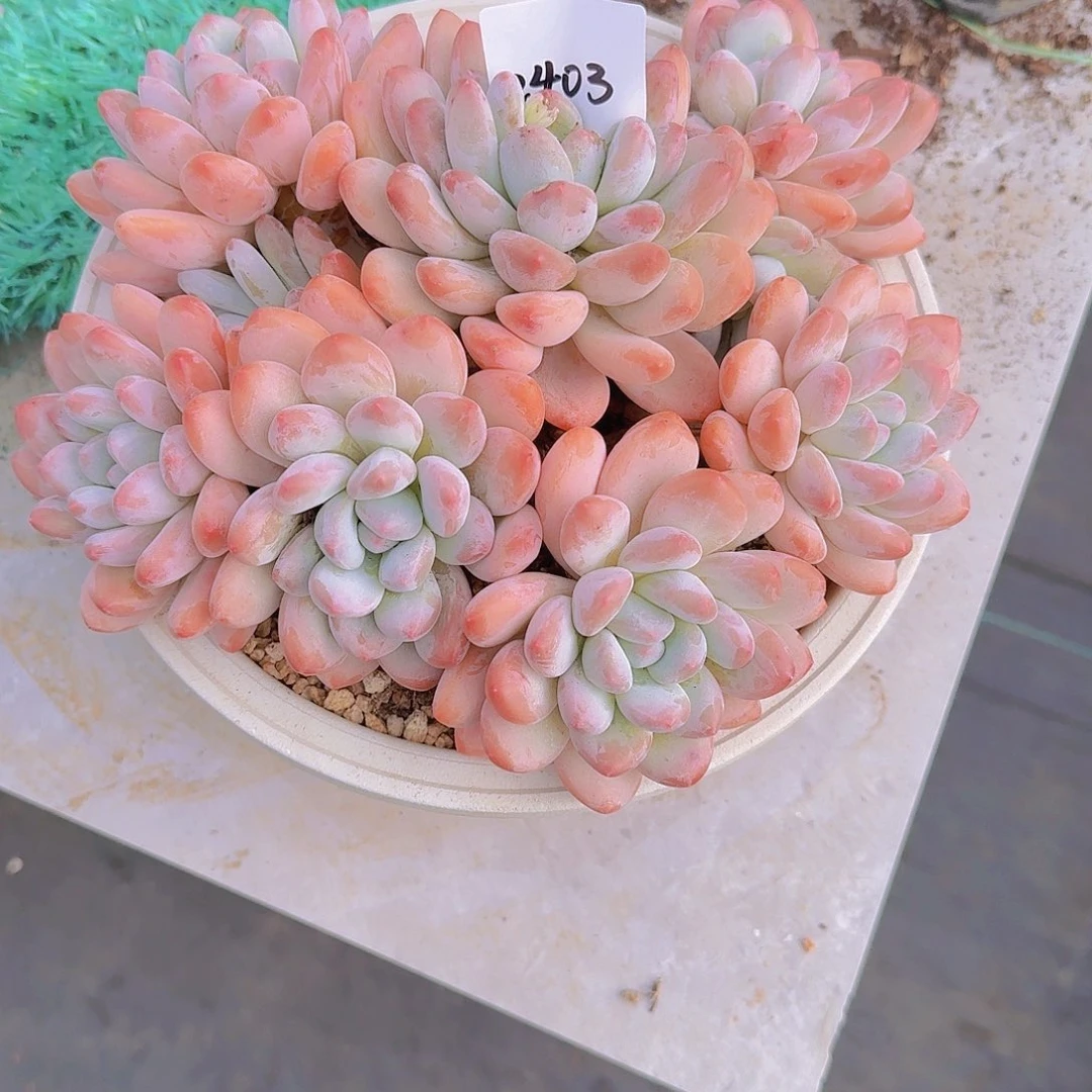 2403香水多肉植物