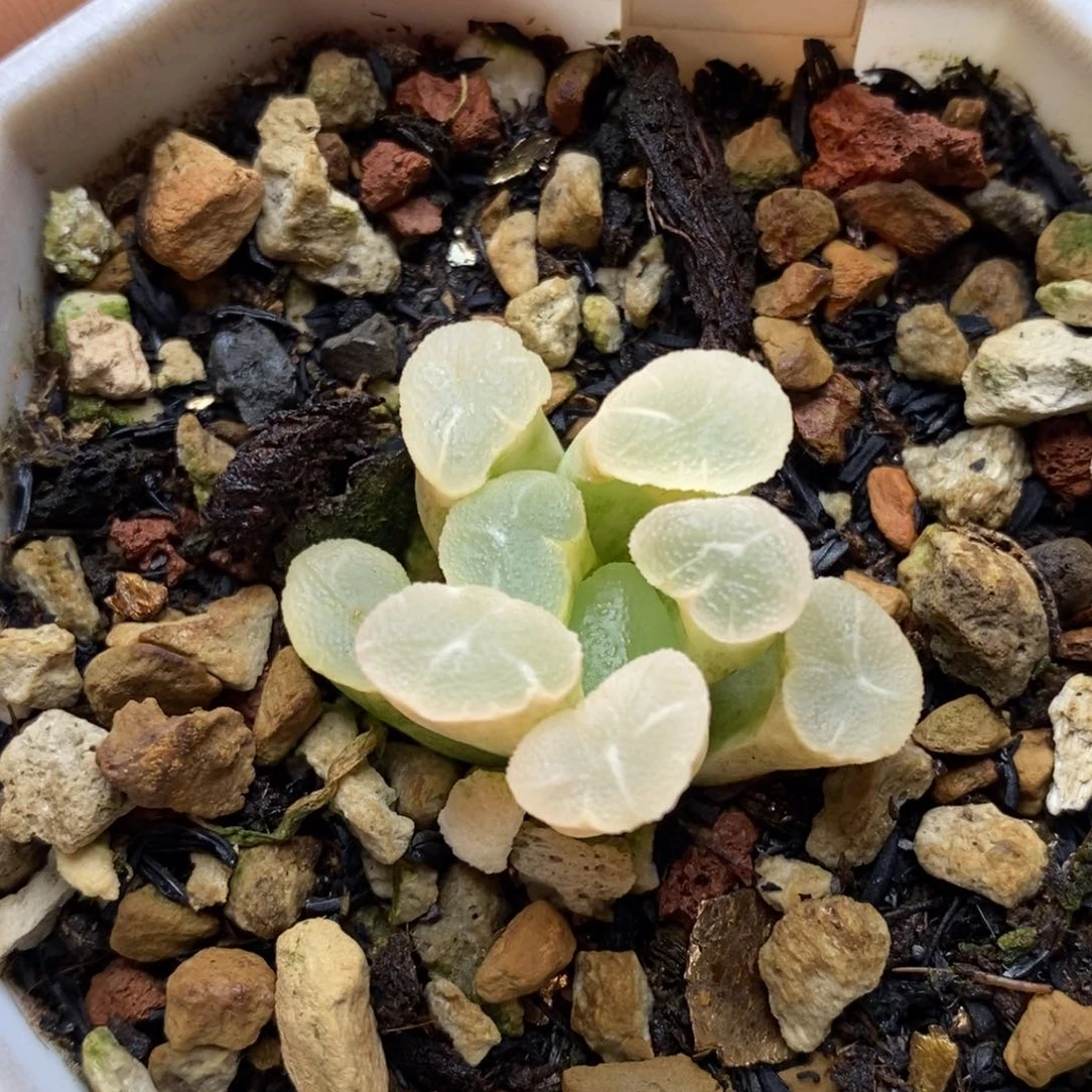 252号实生万象白锦