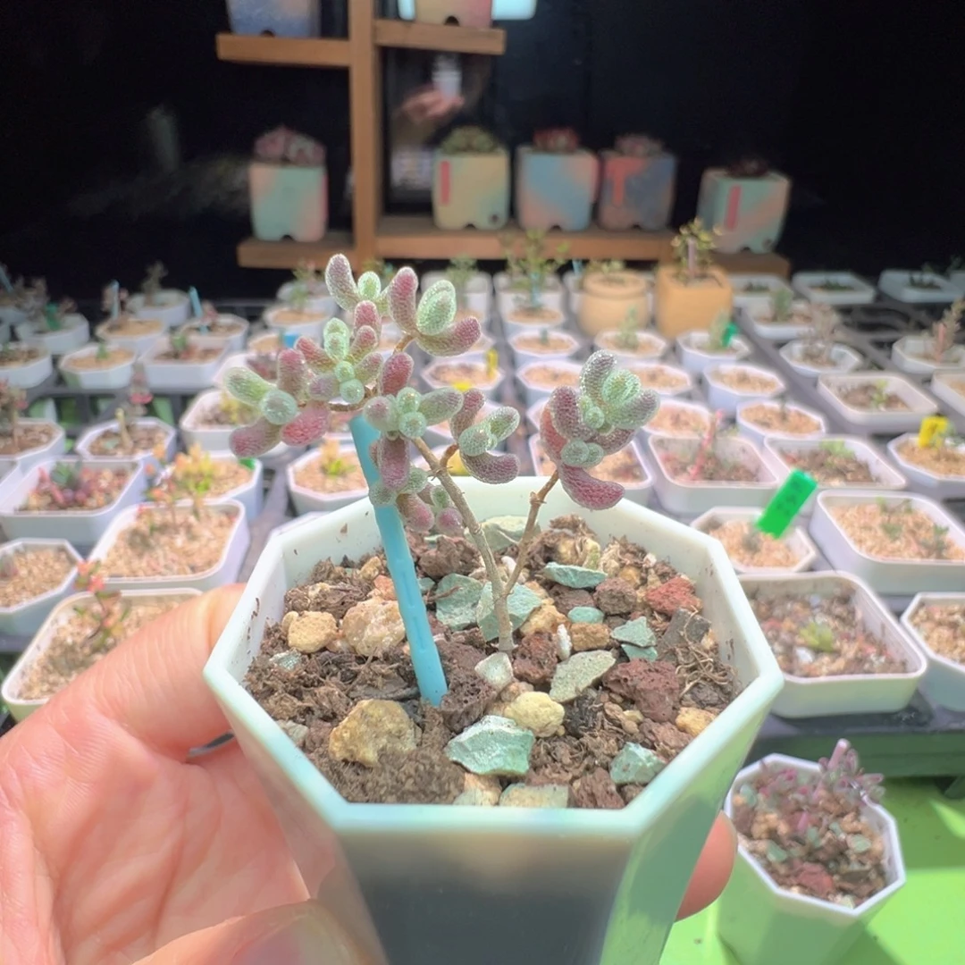 福利，747实生粉冰晶，一年多，拍下不退不换