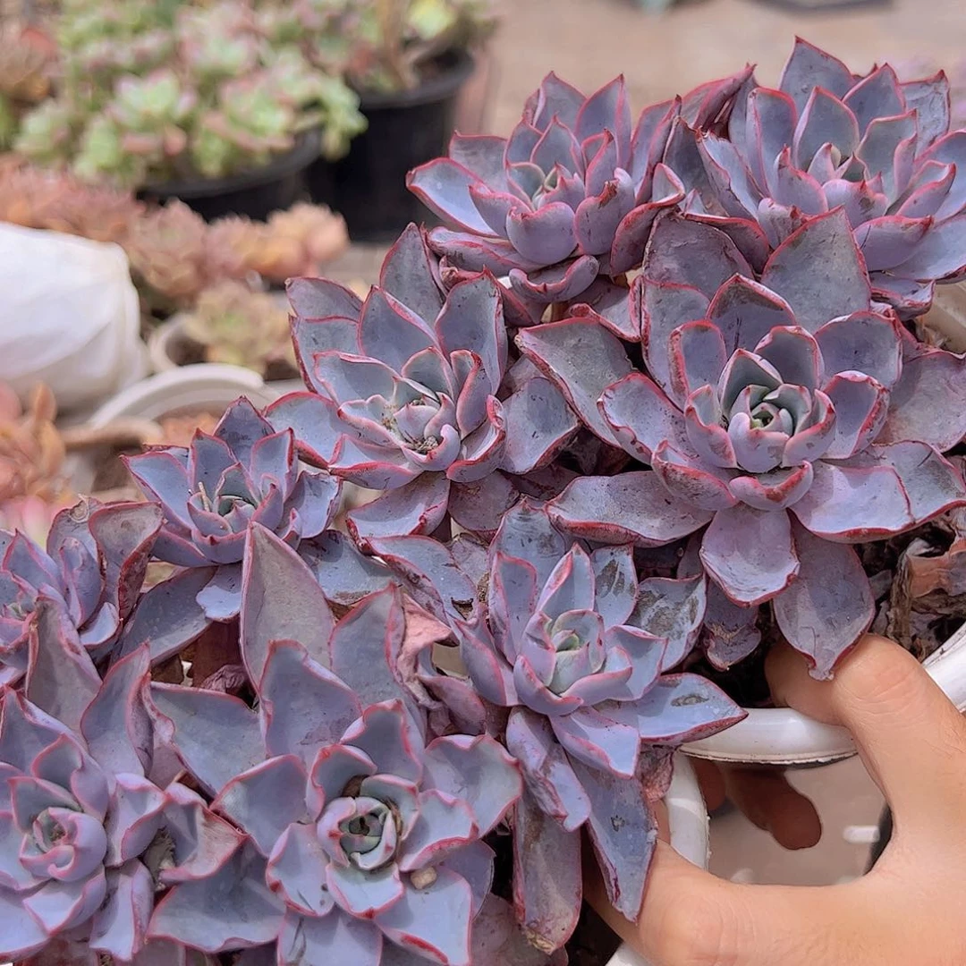 2盆小叶赫拉 多头多群生