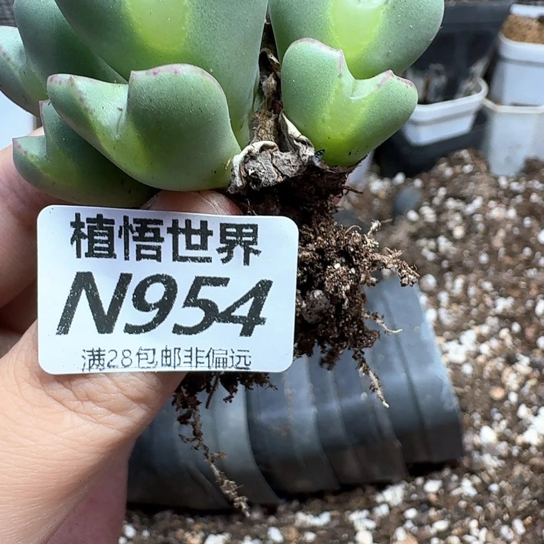 多肉植物的润泽法v