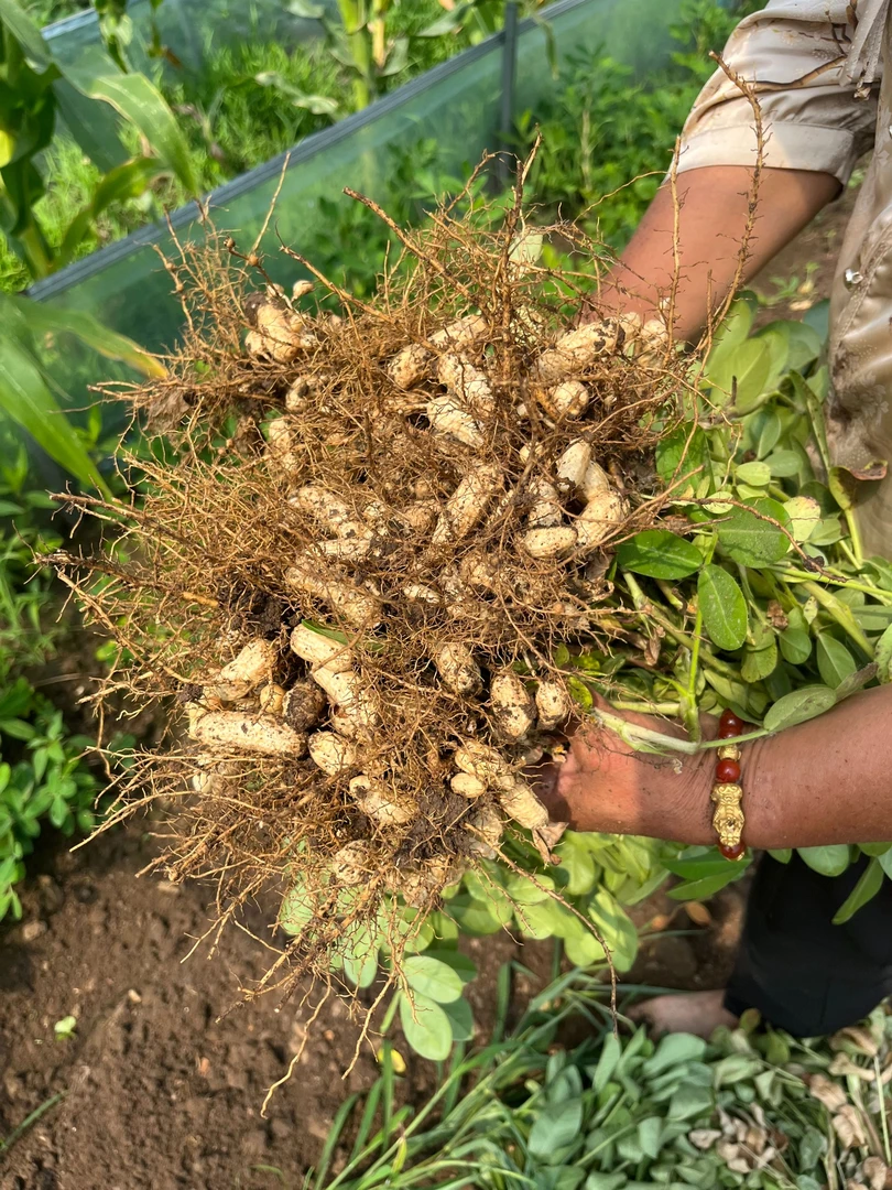 苏北当季新鲜湿花生现挖现发采摘粉皮红皮花生包邮生花生鲜花生