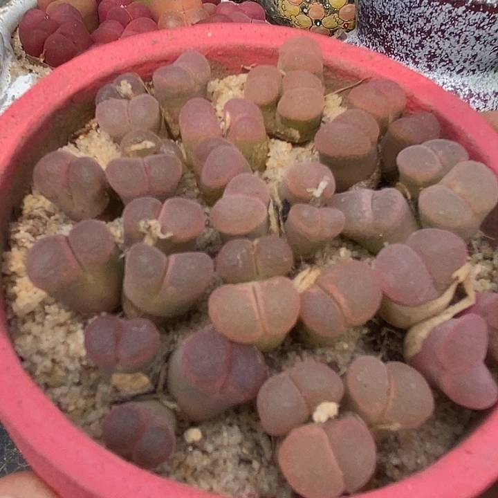 24563三头日系红网格风铃一颗