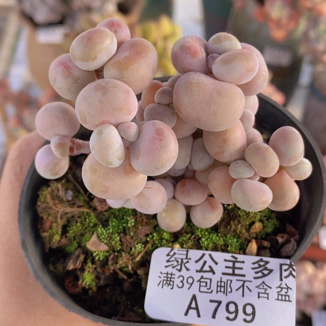 腰子桃蛋7cm799多肉植物