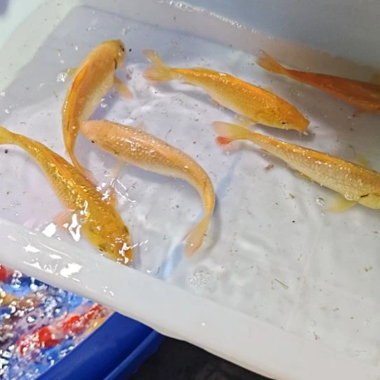 淡水观赏鱼锦鲤鱼