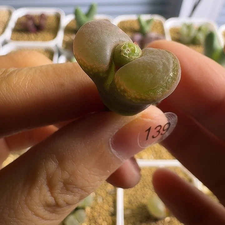 139.......多肉.........