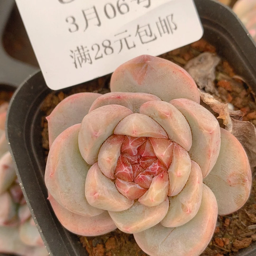 【闪购商品】云3304