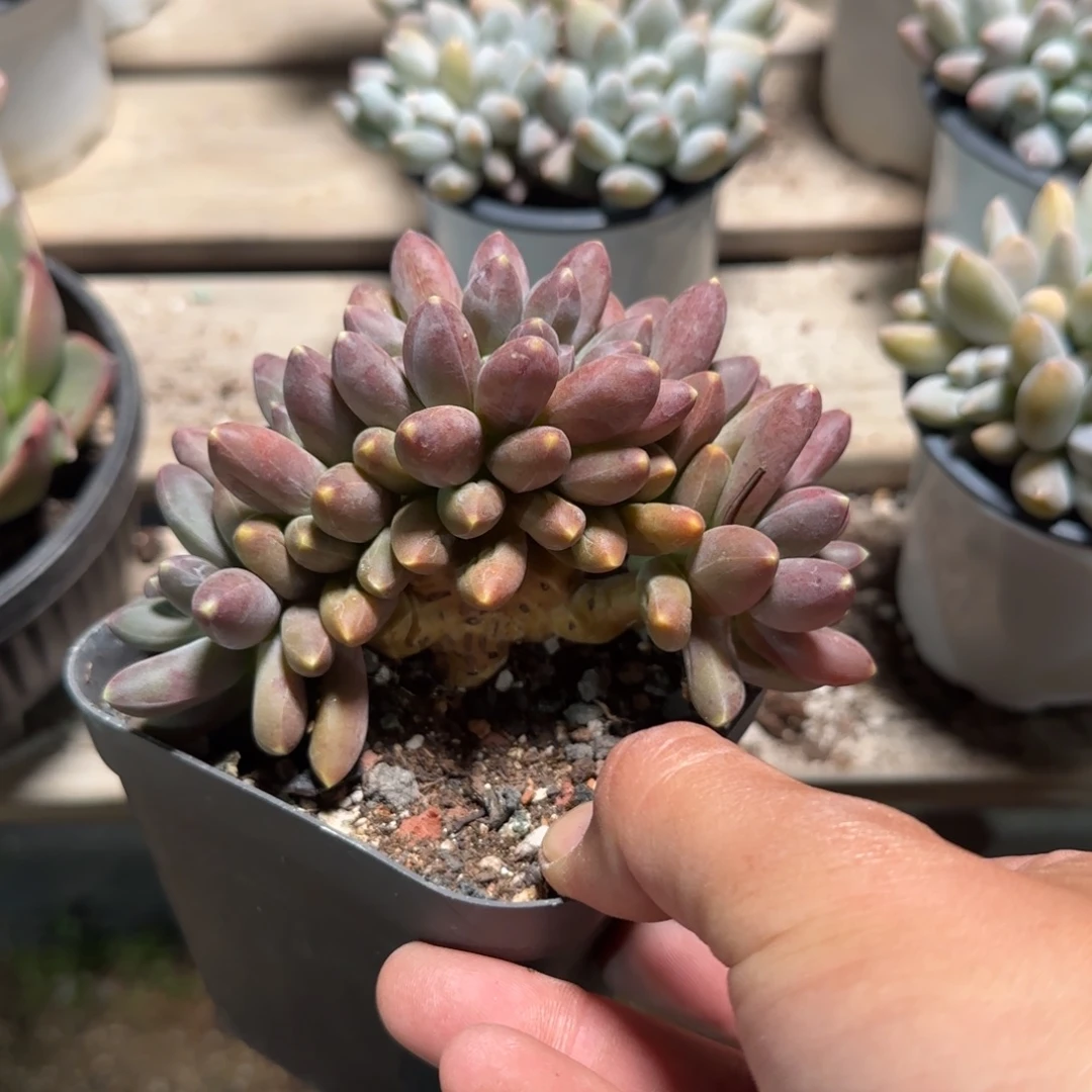 千代田老桩多肉五十包邮