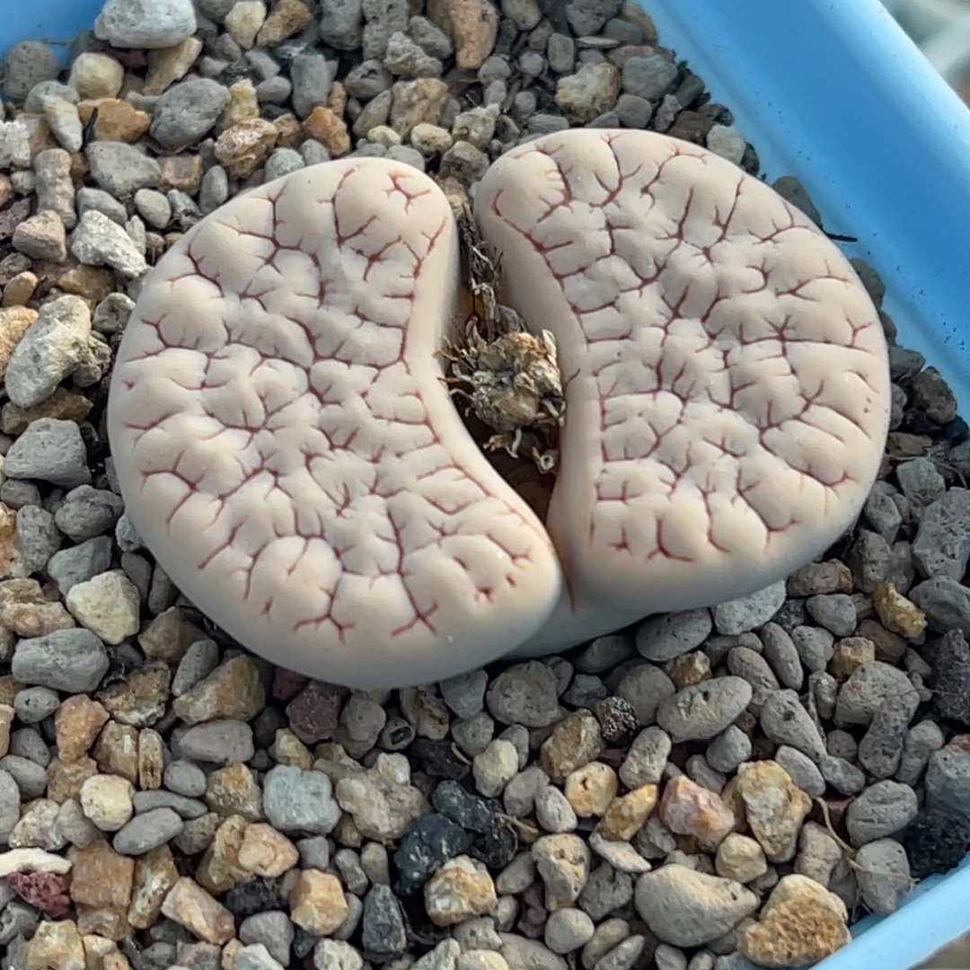 7980蜜纹374一颗