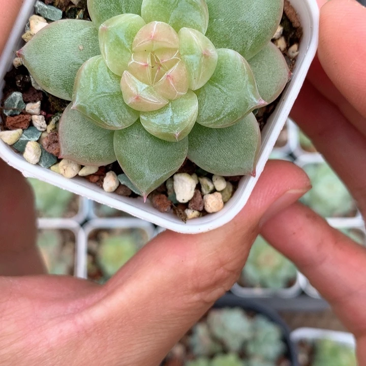 黄粉心。            28号